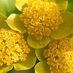 Bupleurum lancifolium, Israel, Yellow Flowers
